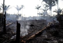 De la economía del socialismo a la planificación ecológica