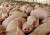 Argentina ¿la nueva fábrica de cerdos para China?
