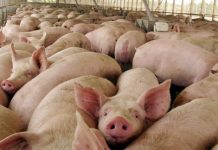 Argentina ¿la nueva fábrica de cerdos para China?