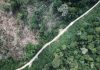 Destrucción ambiental: «Brasil no tiene ni idea de lo que es el Amazonas»