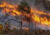 Argentina | Incendios en la Patagonia: «todo fuego es político»